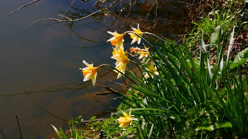Jonquilles — Bild 3