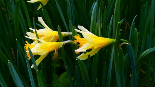 Jonquilles — Bild 5