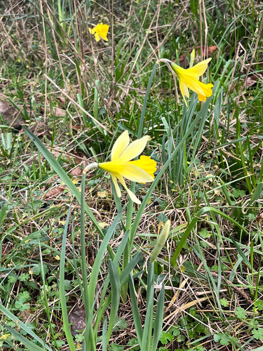 Jonquilles — Bild 4