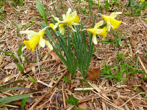 Jonquilles — Bild 2