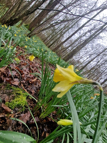 Jonquilles — Bild 1