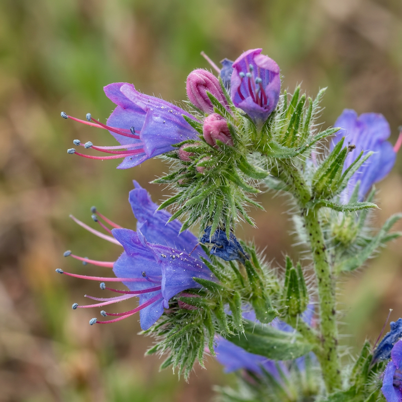 Viperhead (genre) (Echium), illustration IA