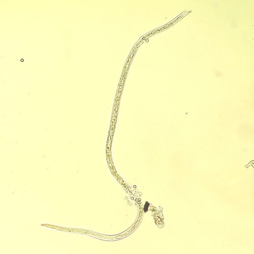 Nématodes (vers ronds) — Bild 4