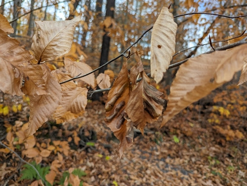 Nématodes (vers ronds) — Bild 3