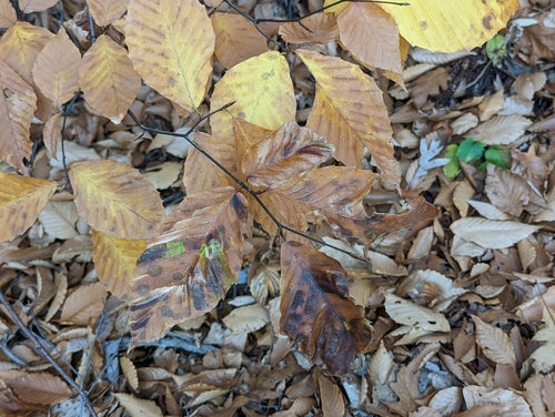 Nématodes (vers ronds) — Bild 2