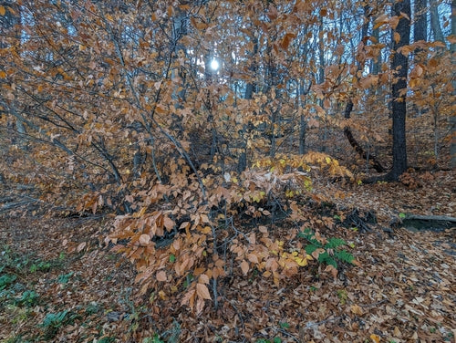 Nématodes (vers ronds) — Bild 1