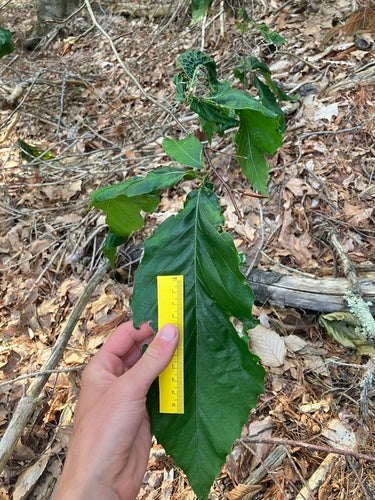 Nematoden (Fadenwürmer)  - Bild 8