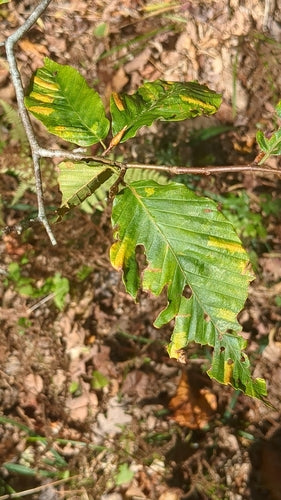 Nematoden (Fadenwürmer)  - Bild 3