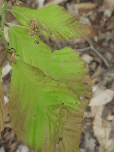 Nematoden (Fadenwürmer)  - Bild 6
