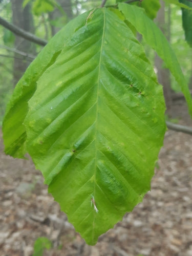 Nematoden (Fadenwürmer)  - Bild 7