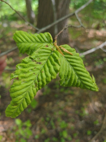 Nématodes (vers ronds) — photo 4 sur 50