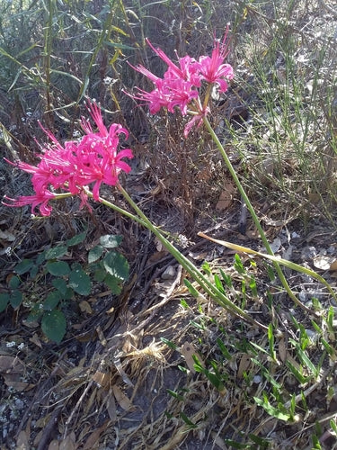 Nérine — Bild 5