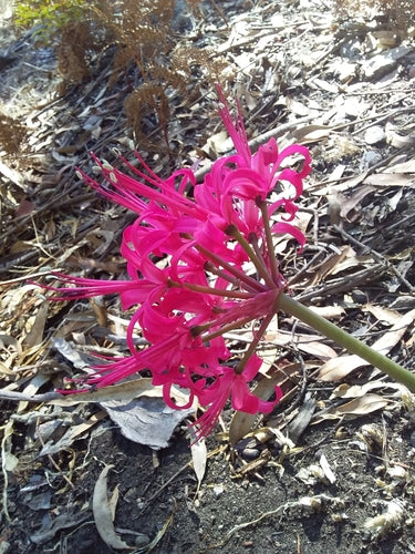 Nérine — Bild 4