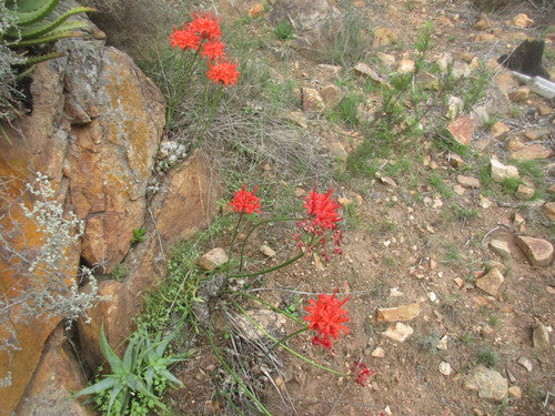 Nérine — Bild 3
