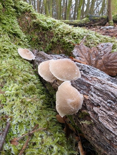 Heaume à tige filetée — Bild 5