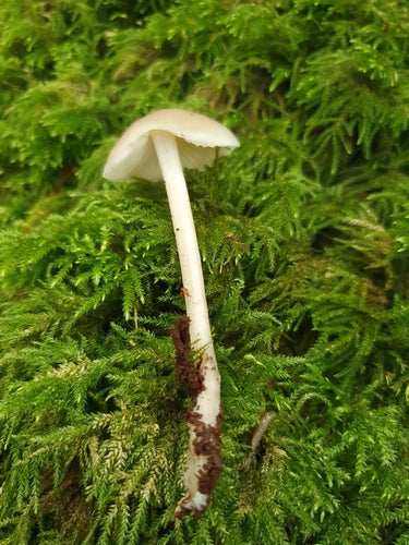 Heaume à tige filetée — Bild 3