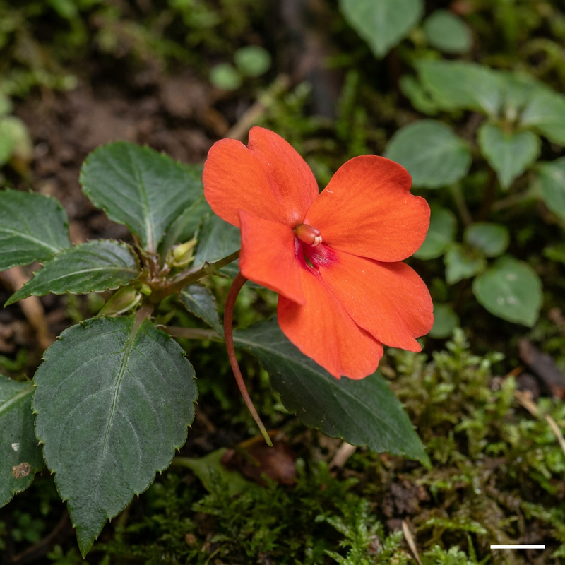Impatiens de Nouvelle-Guinée