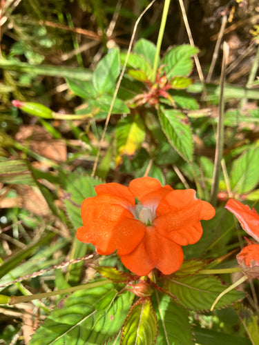 Impatiens de Nouvelle-Guinée — photo 5 sur 9