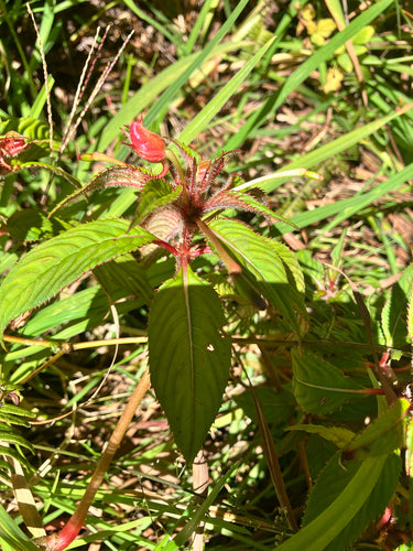 Impatiens de Nouvelle-Guinée — photo 4 sur 9