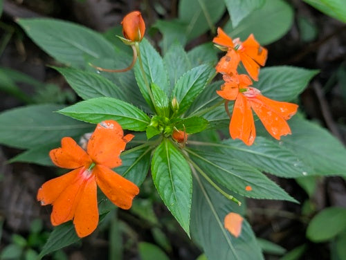 Impatiens de Nouvelle-Guinée — photo 2 sur 9