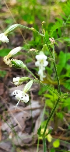 Mouche hochant la tête — photo 4 sur 9