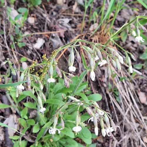 Mouche hochant la tête — photo 2 sur 9