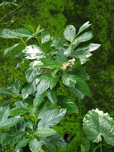 Noni — Bild 3