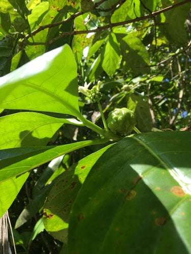 Noni — Bild 1