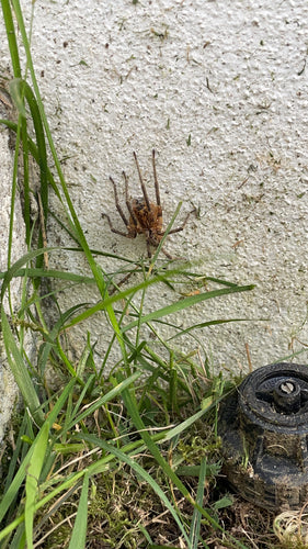 Araignée Nosferatu — Bild 4