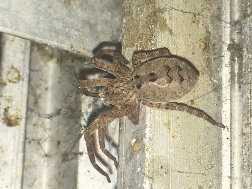 Araignée Nosferatu — Bild 2
