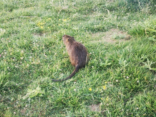 Nutria (rat castor) — Bild 5