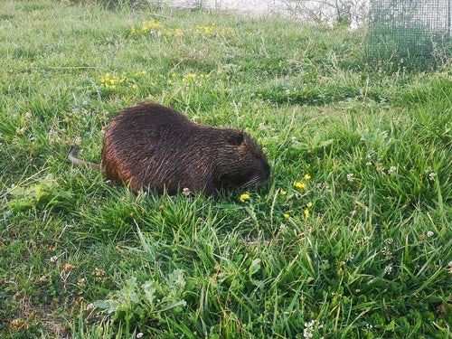 Nutria (rat castor) — Bild 4