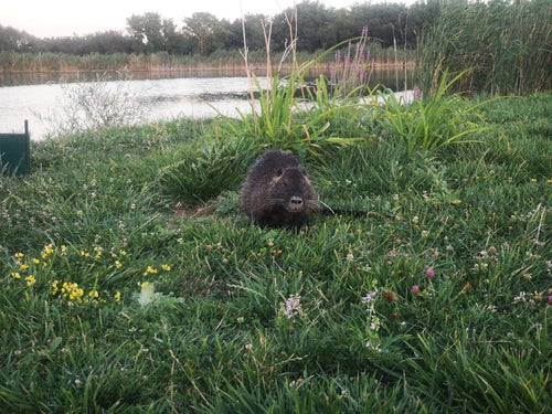 Nutria (rat castor) — Bild 3