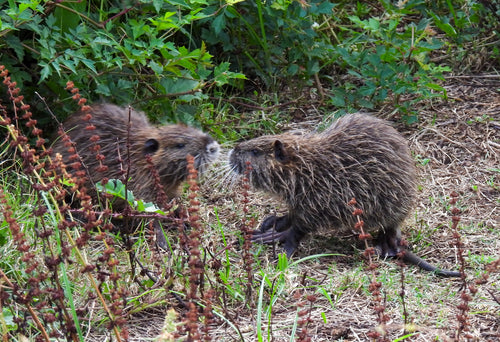 Nutria (rat castor) — Bild 1
