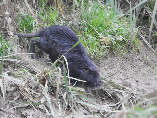 Nutria (rat castor) — Bild 2