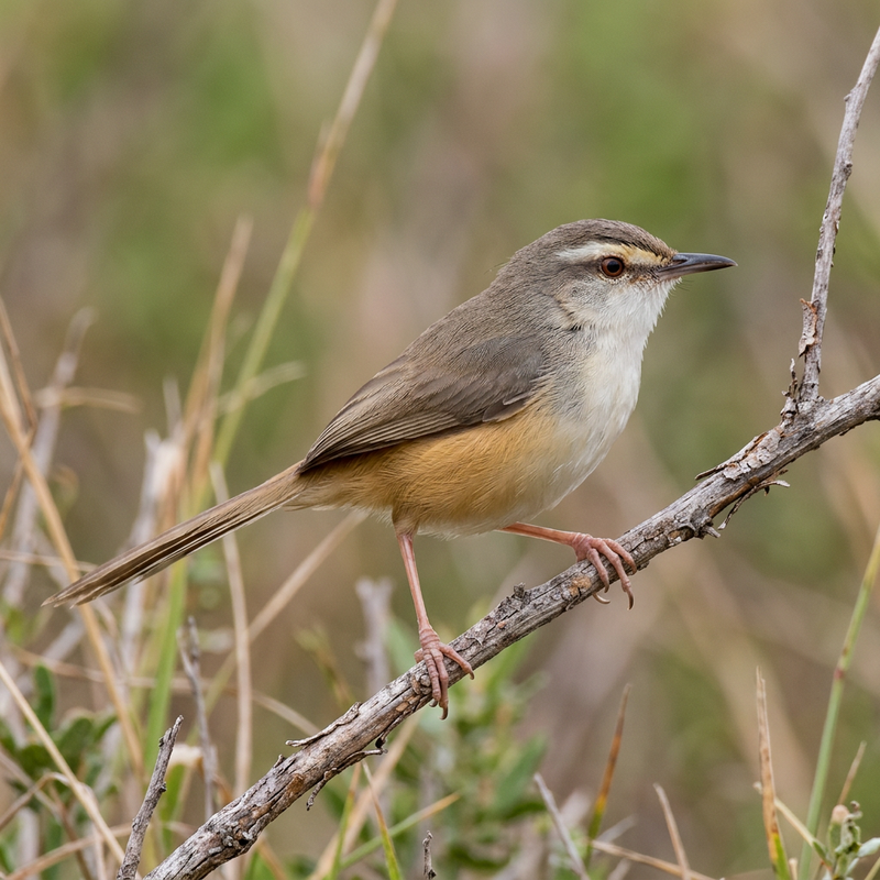 Ockerflanken-Prinie (Prinia subflava), illustration IA