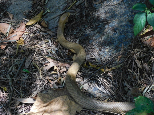 Serpent brun de l'Est — Bild 5