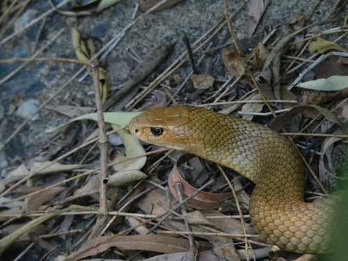 Serpent brun de l'Est — Bild 2