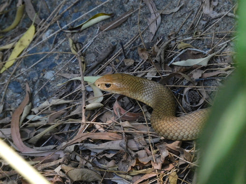 Serpent brun de l'Est — Bild 4