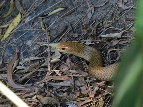 Serpent brun de l'Est — Bild 3