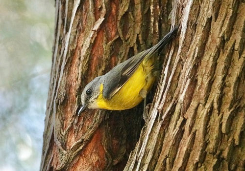 Moucherolle à poitrine jaune de l'Est — photo 4 sur 8