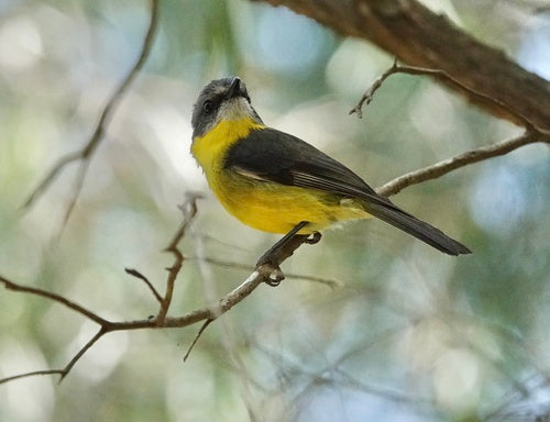 Moucherolle à poitrine jaune de l'Est — photo 3 sur 8