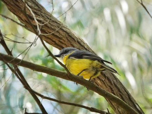 Moucherolle à poitrine jaune de l'Est — photo 2 sur 8