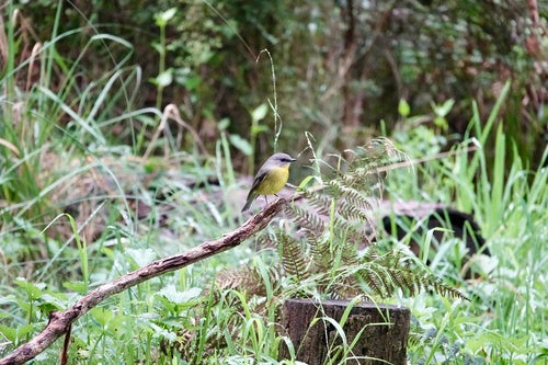 Moucherolle à poitrine jaune de l'Est — photo 5 sur 8