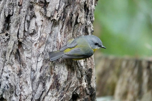 Moucherolle à poitrine jaune de l'Est — photo 1 sur 8