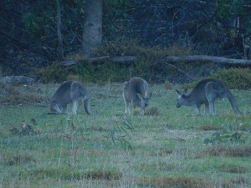 Kangourou gris de l'Est — photo 2 sur 9