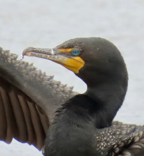 Cormoran à oreilles — Bild 5