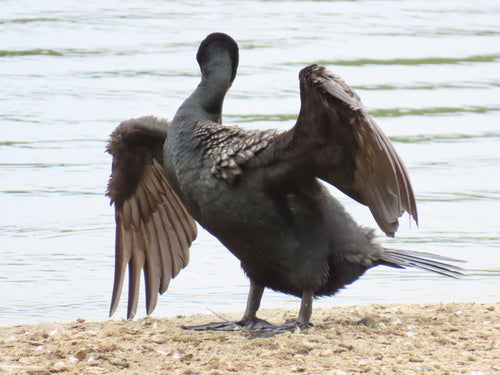 Cormoran à oreilles — Bild 4