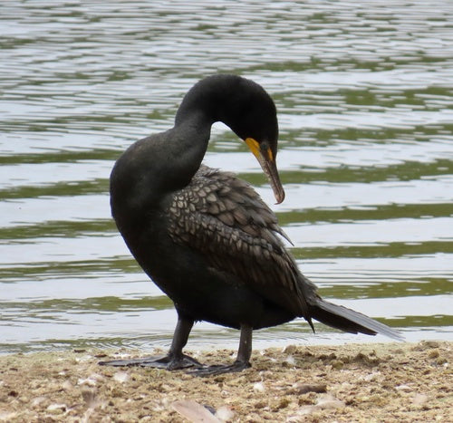 Cormoran à oreilles — Bild 3