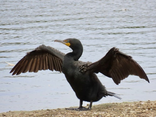 Cormoran à oreilles — Bild 2